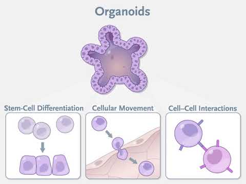 Organoid Technologies in Research