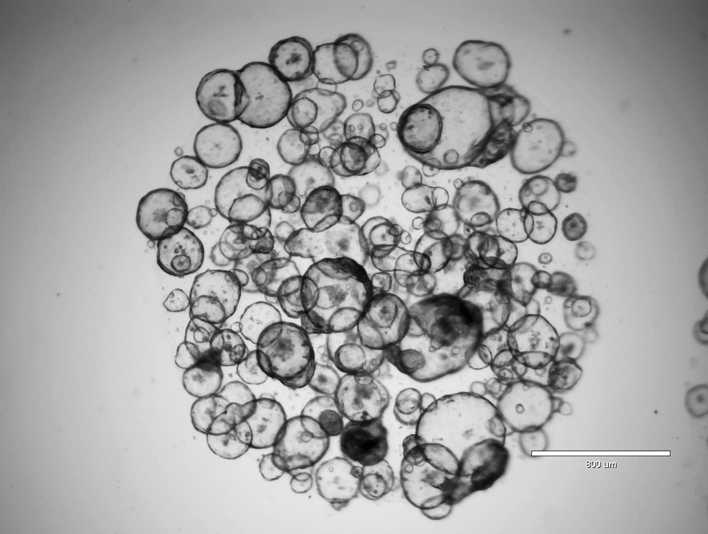 Spheroids, Organoids Replacing Standard Cultures for Cell-Based Assays